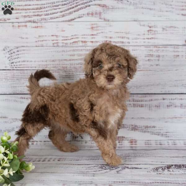 Amber, Miniature Poodle Mix Puppy